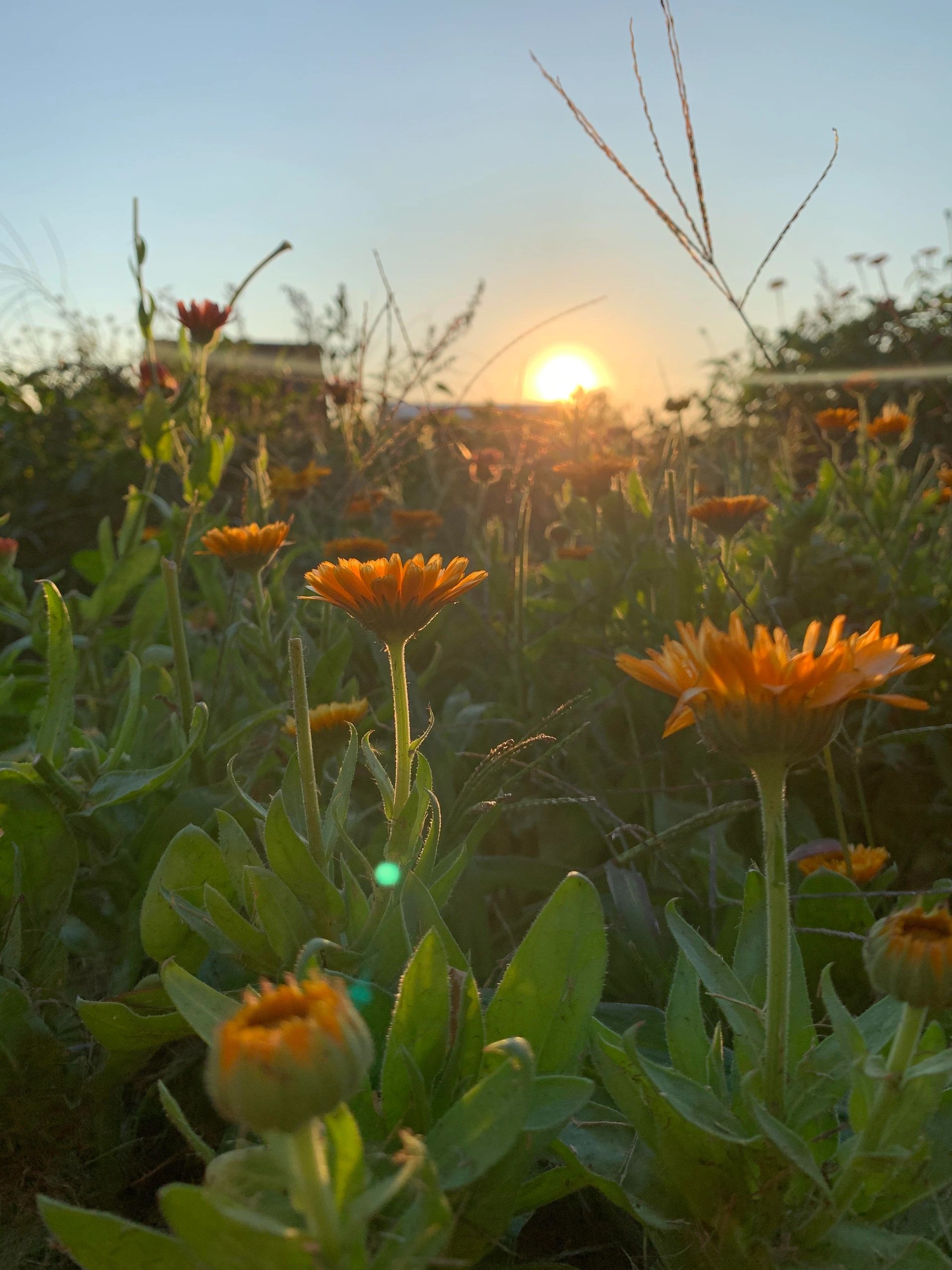 events-fortitude-flowers-events